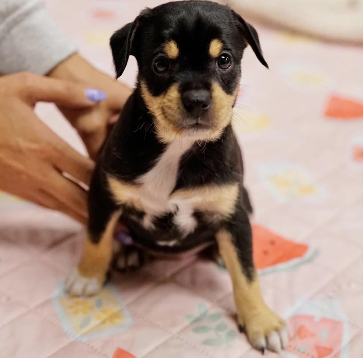 Addy, ADOPTABLE, Puppy Female Terrier.