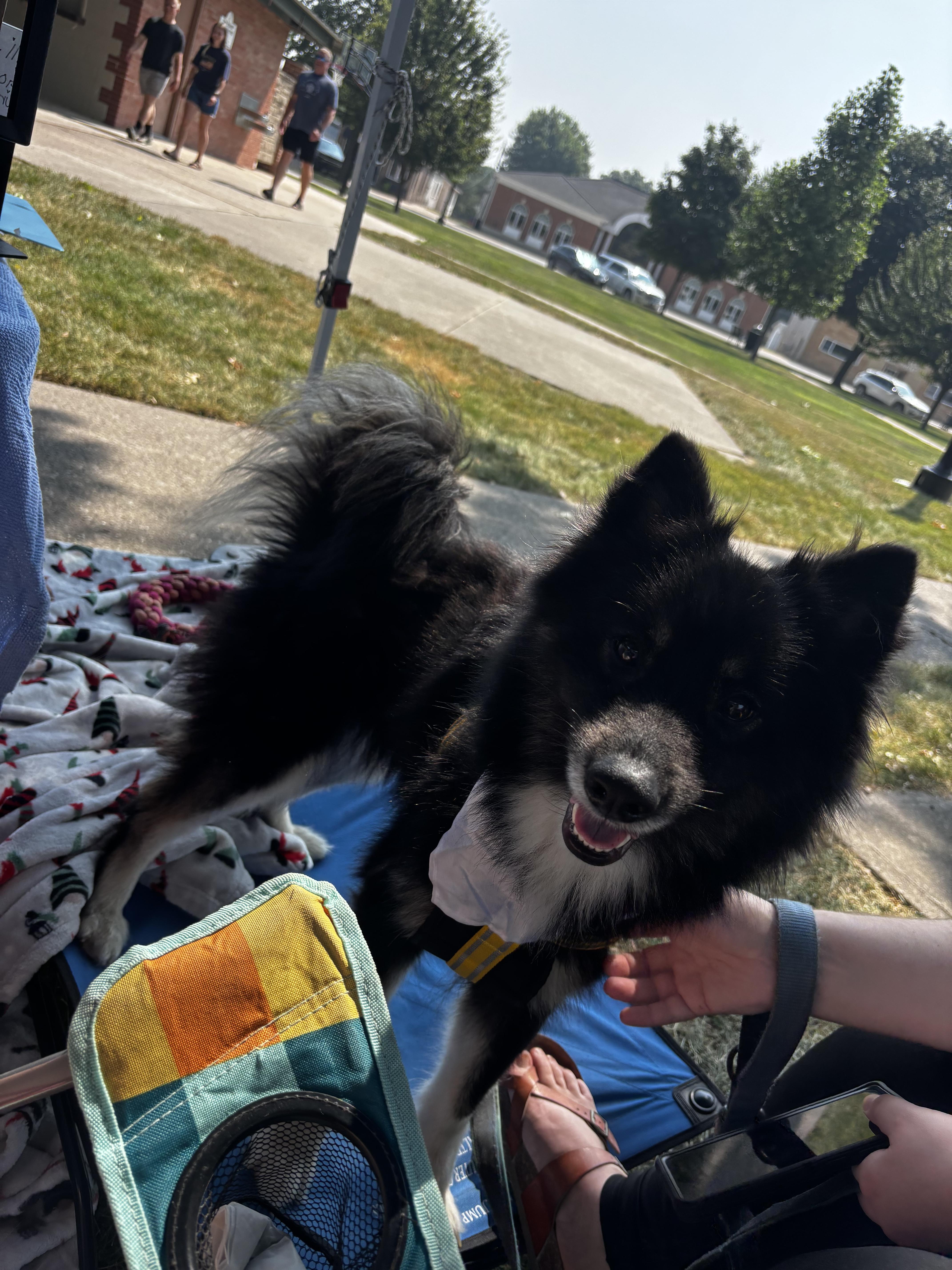 Enlarge Moana, a ADOPTABLE mixed breed in Fort Madison, IA image 5/6
