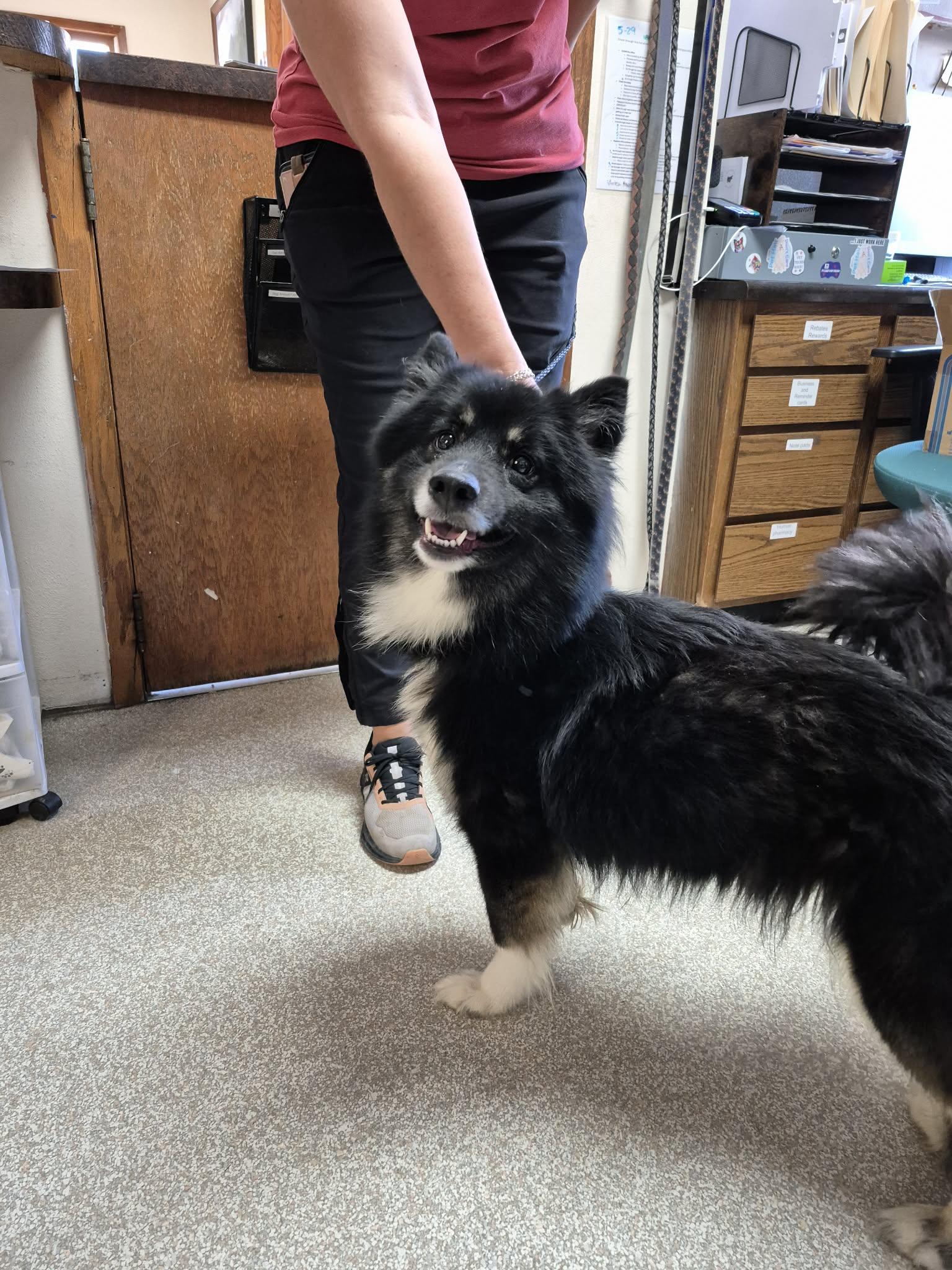 Enlarge Moana, a ADOPTABLE mixed breed in Fort Madison, IA image 2/6