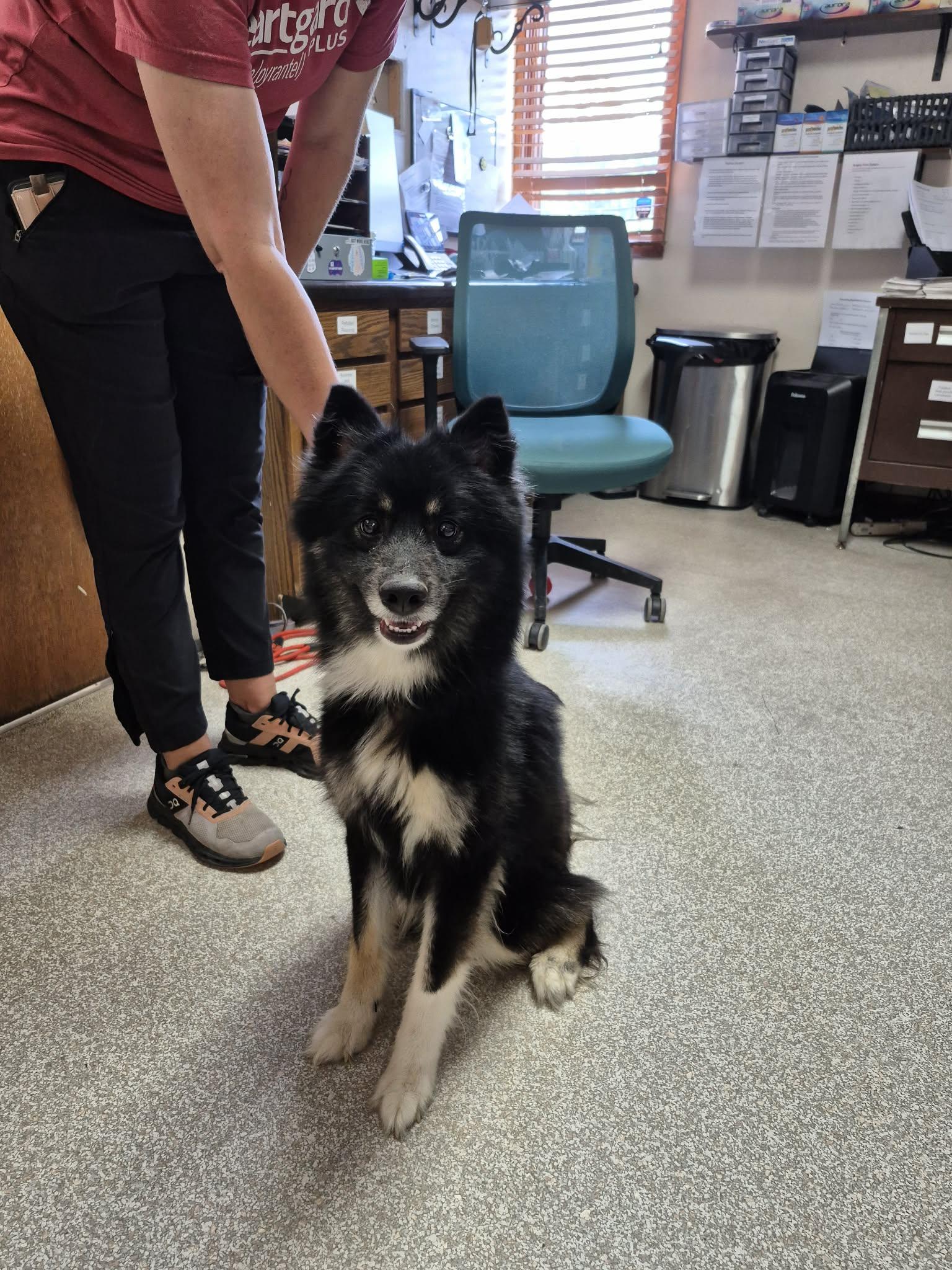 Moana, ADOPTABLE, Adult Female Siberian Husky & Shiba Inu.