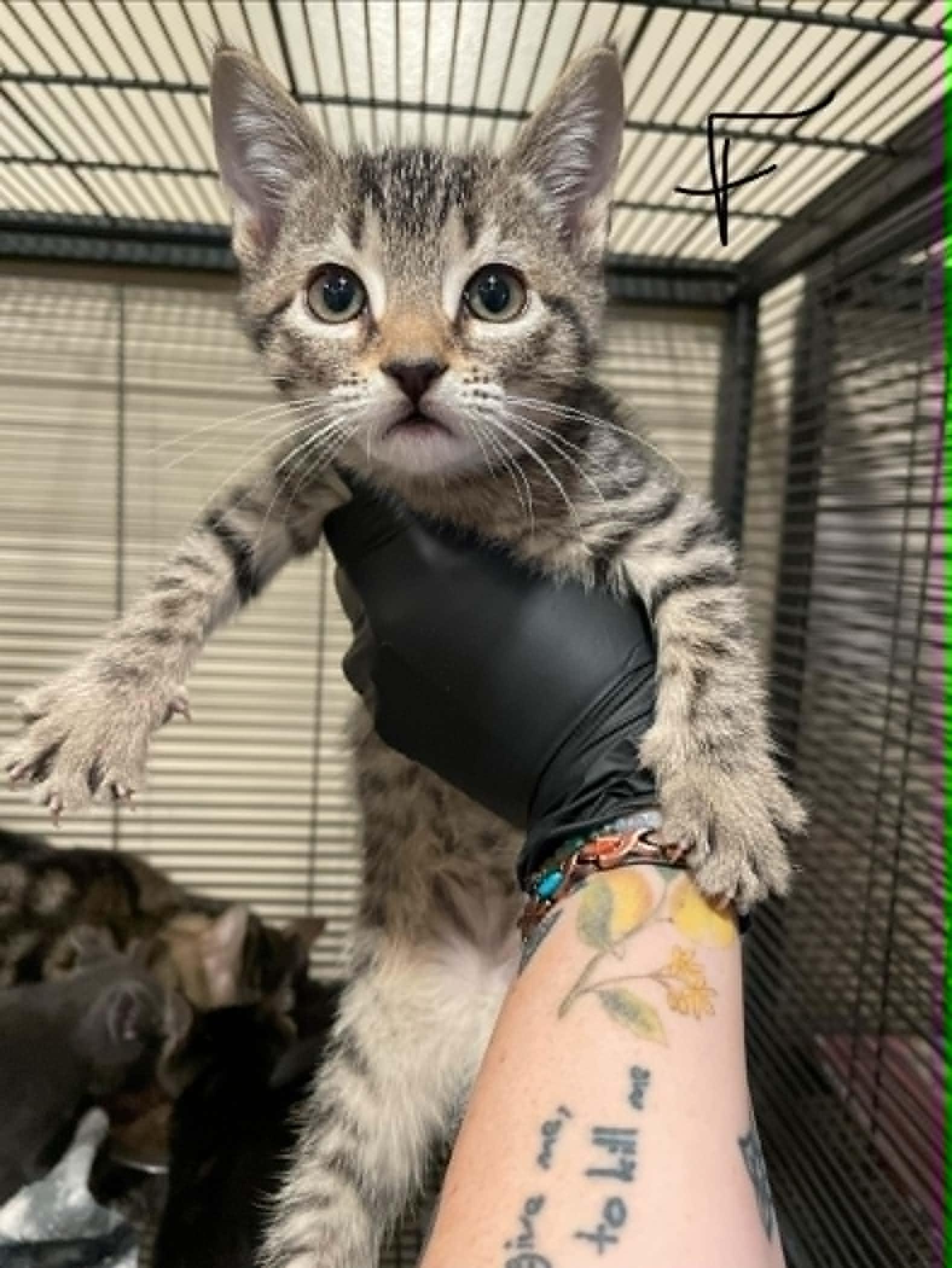 Enlarge Jackie, a ADOPTABLE Domestic Short Hair in Bishopville, SC image 1/1