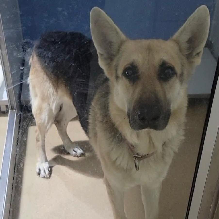 Charlie 12/17/2025, Adoptable, Senior Male German Shepherd Dog.