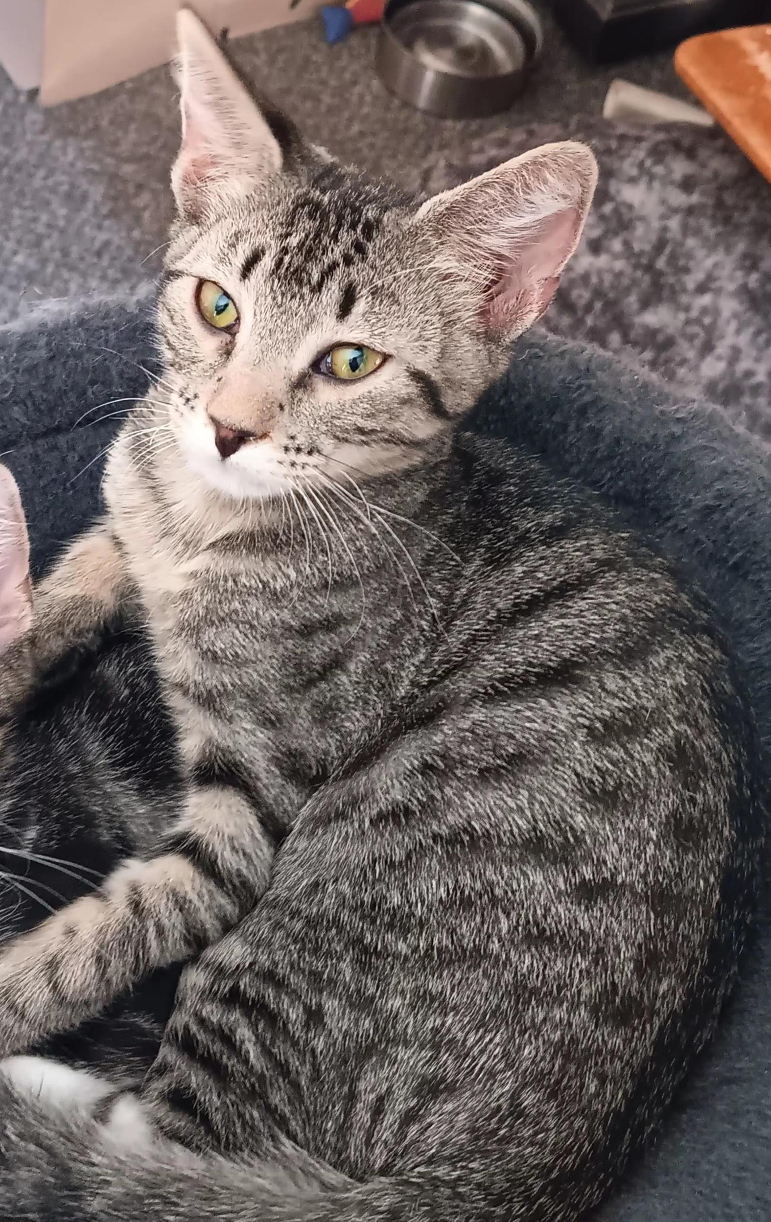Johnny, an adopted Domestic Short Hair in Kearney, NE_image-1