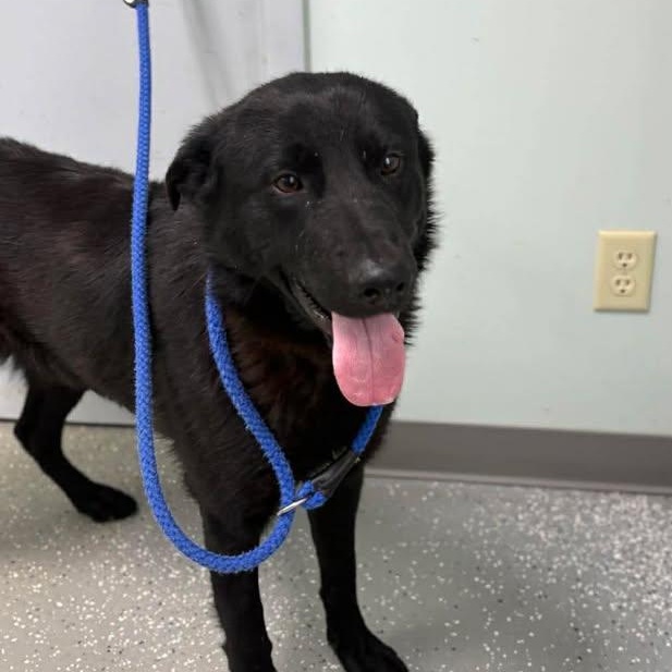 Enlarge Kaos, an adopted mixed breed in Bardstown, KY image 3/6