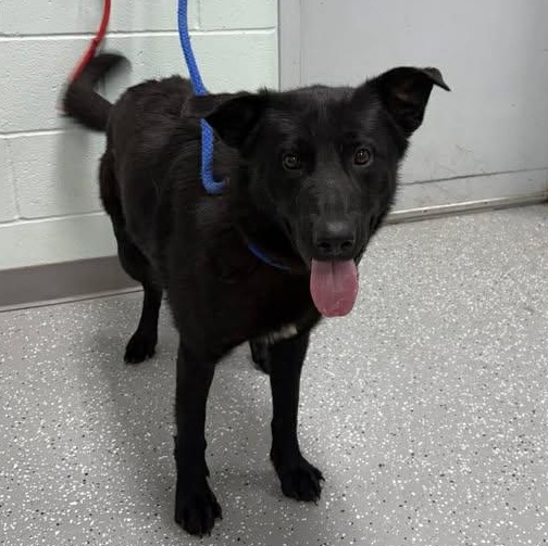 Enlarge Kaos, an adopted mixed breed in Bardstown, KY image 6/6