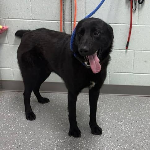 Enlarge Kaos, an adopted mixed breed in Bardstown, KY image 2/6