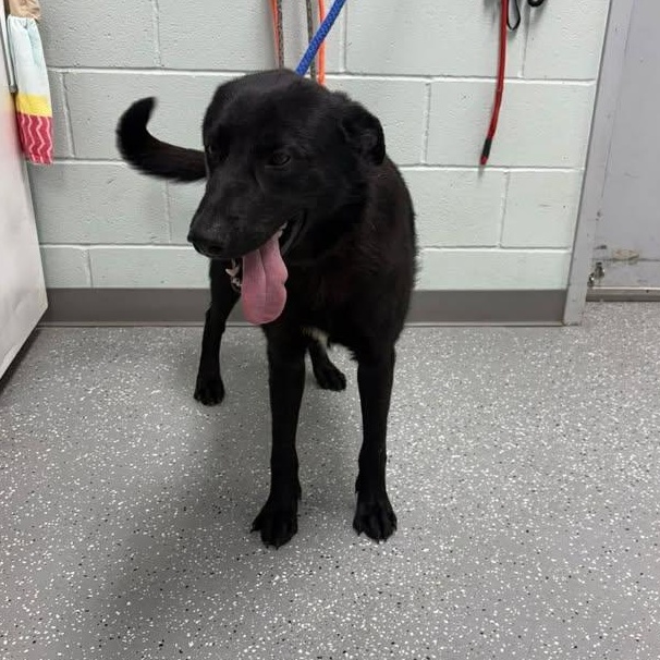 Enlarge Kaos, an adopted mixed breed in Bardstown, KY image 5/6