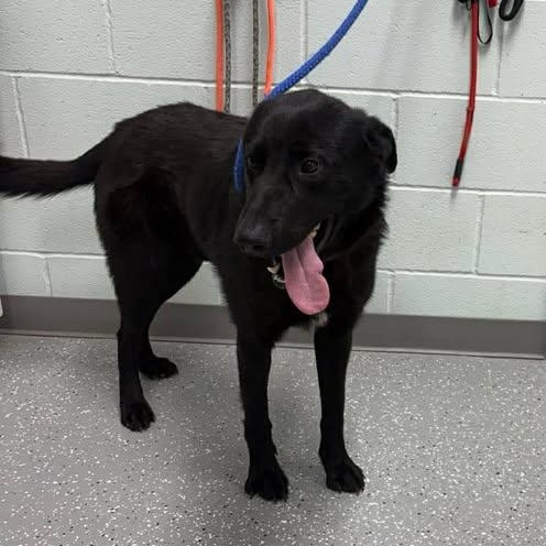 Enlarge Kaos, an adopted mixed breed in Bardstown, KY image 4/6