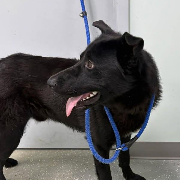 Kaos, adopted, Young Male German Shepherd Dog.