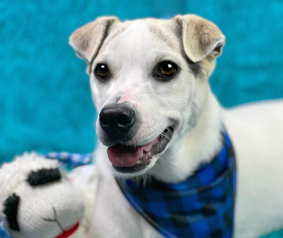 Titus - little ears and a BIG heart! Such a good boy!