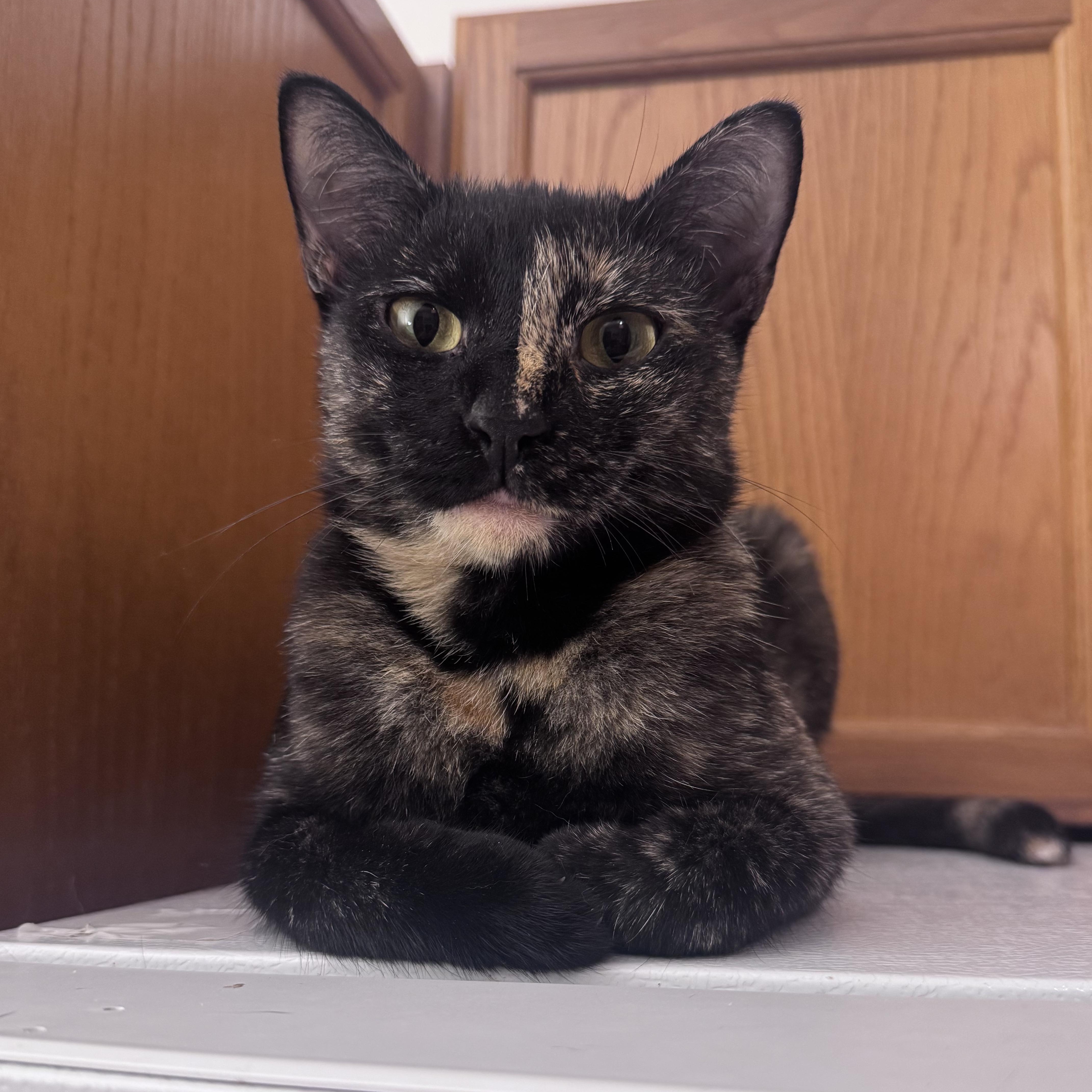Enlarge Parrotfish, a Adoptable Domestic Short Hair in brooklyn, NY image 2/5