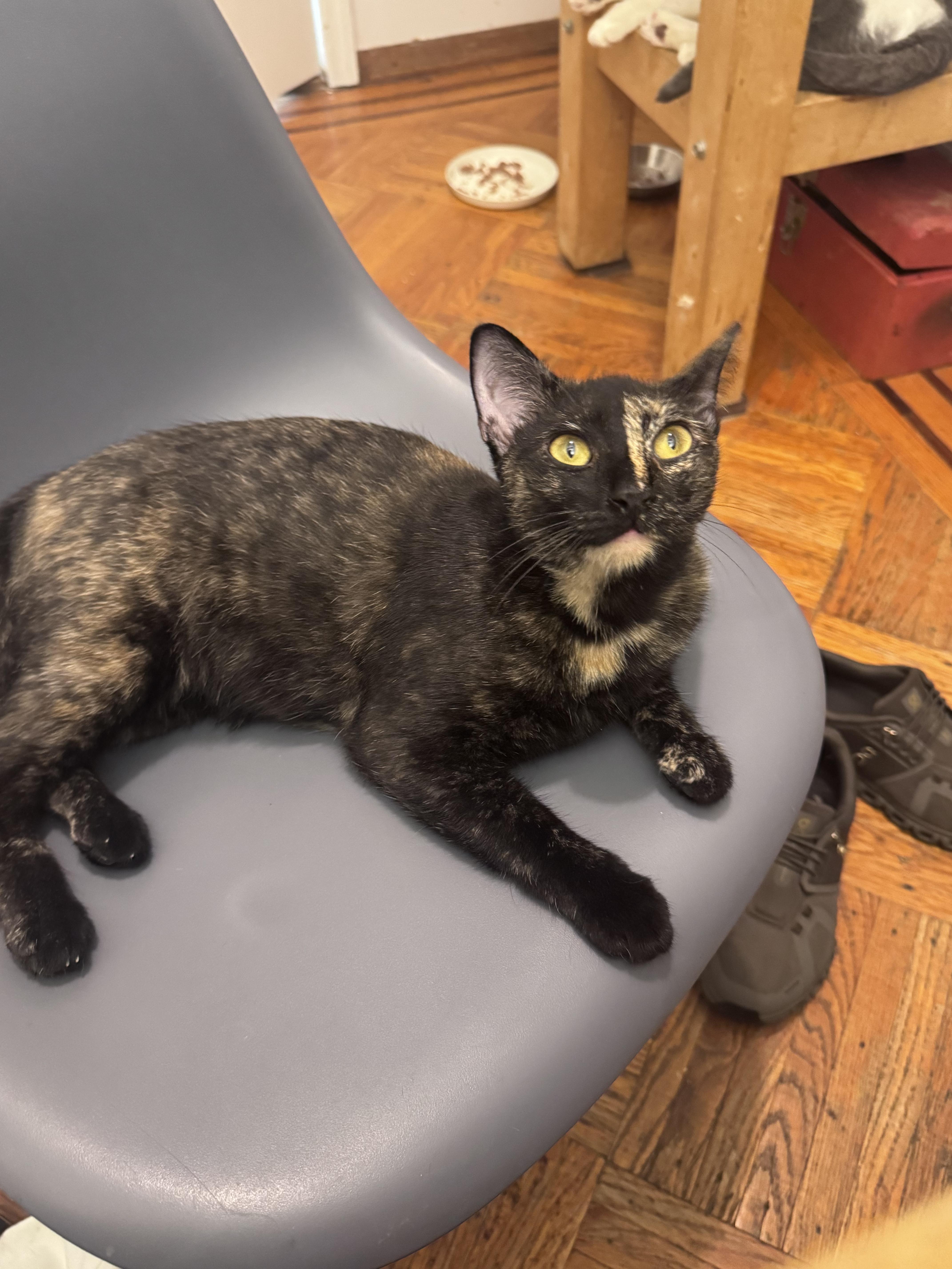 Parrotfish, Adoptable, Young Female Domestic Short Hair.