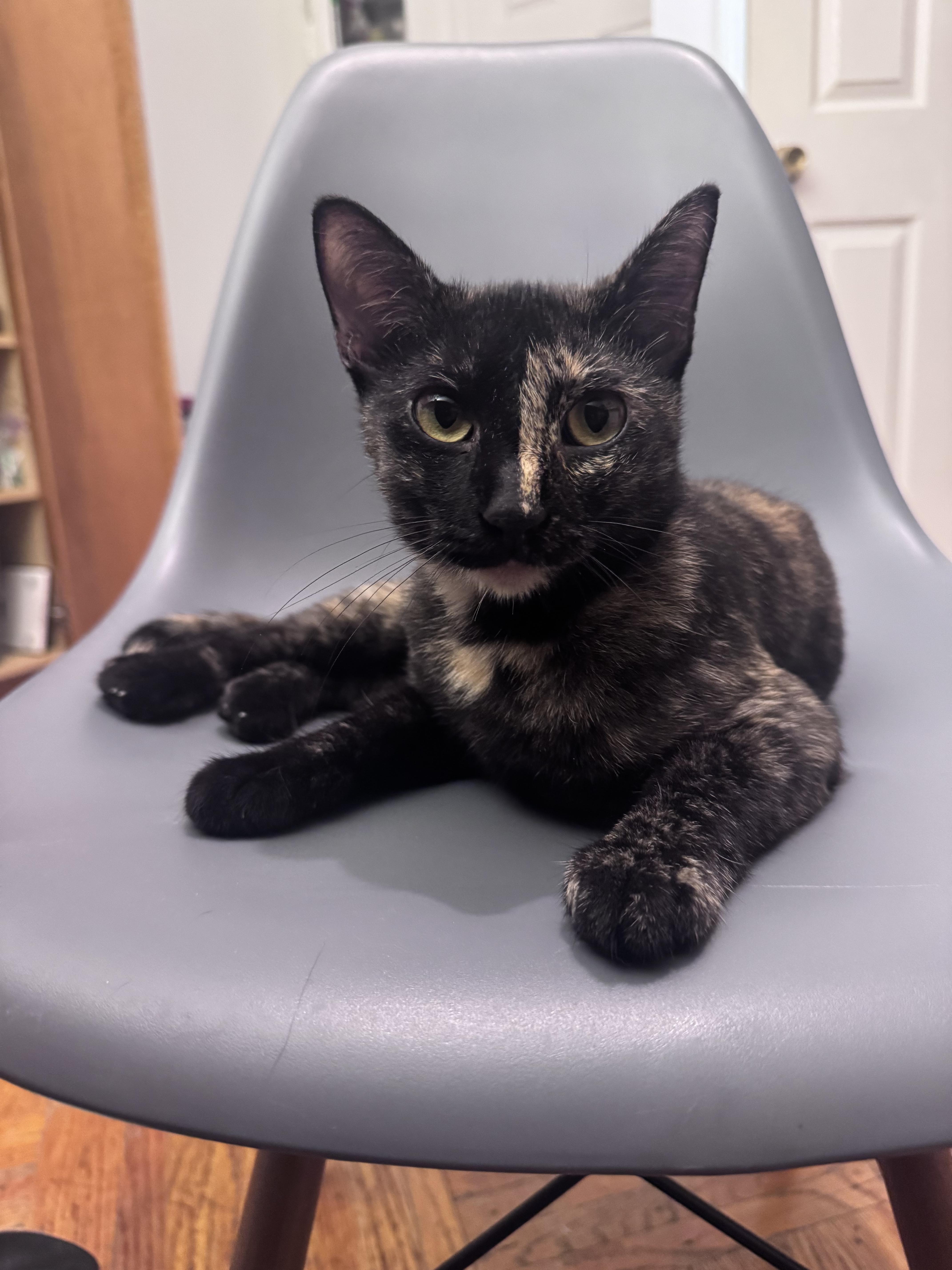 Enlarge Parrotfish, a Adoptable Domestic Short Hair in brooklyn, NY image 4/5