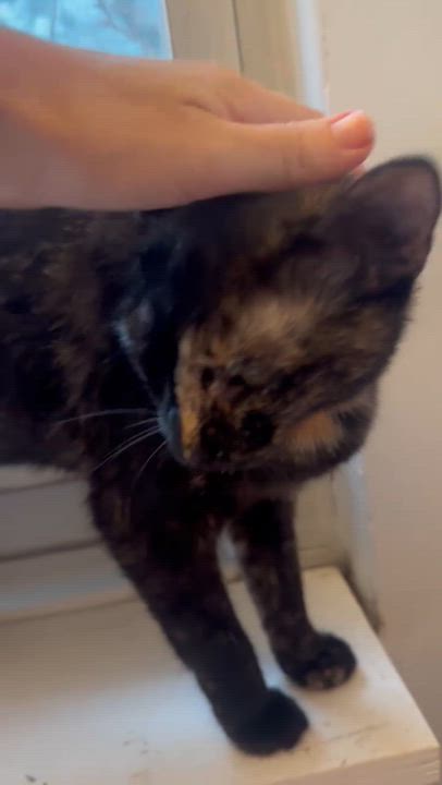 Enlarge Parrotfish, a Adoptable Domestic Short Hair in brooklyn, NY video 5/5