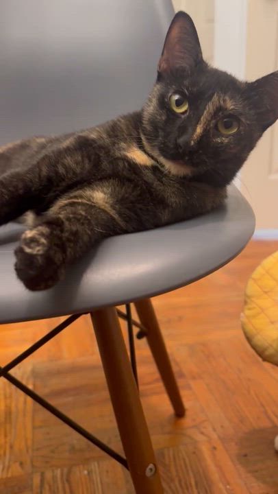 Enlarge Parrotfish, a Adoptable Domestic Short Hair in brooklyn, NY video 3/5