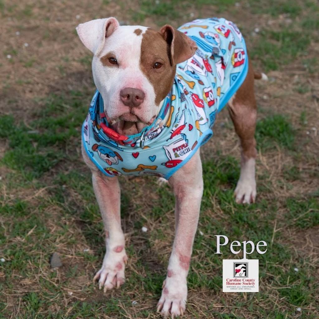 PePe, Adoptable, Adult Male Pit Bull Terrier.