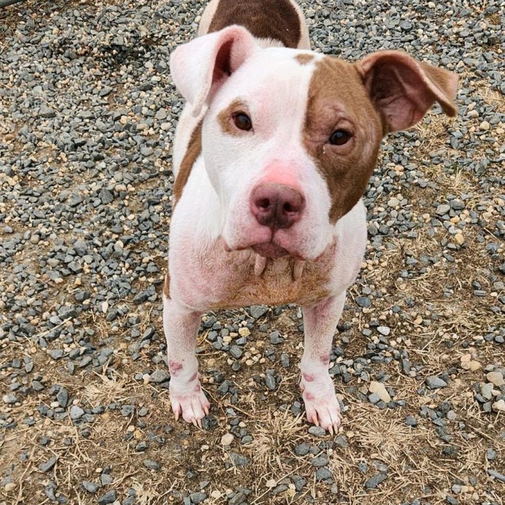 Enlarge PePe, a Adoptable Pit Bull Terrier in Ridgely, MD image 2/4