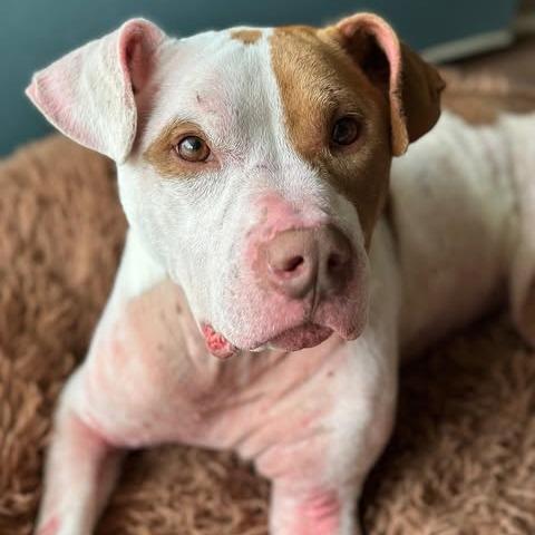 Enlarge PePe, a Adoptable Pit Bull Terrier in Ridgely, MD image 3/4