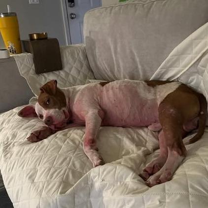 Enlarge PePe, a Adoptable Pit Bull Terrier in Ridgely, MD image 4/4