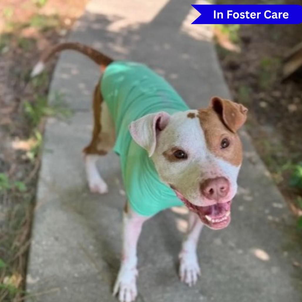 Enlarge PePe, a Adoptable Pit Bull Terrier in Ridgely, MD image 6/6