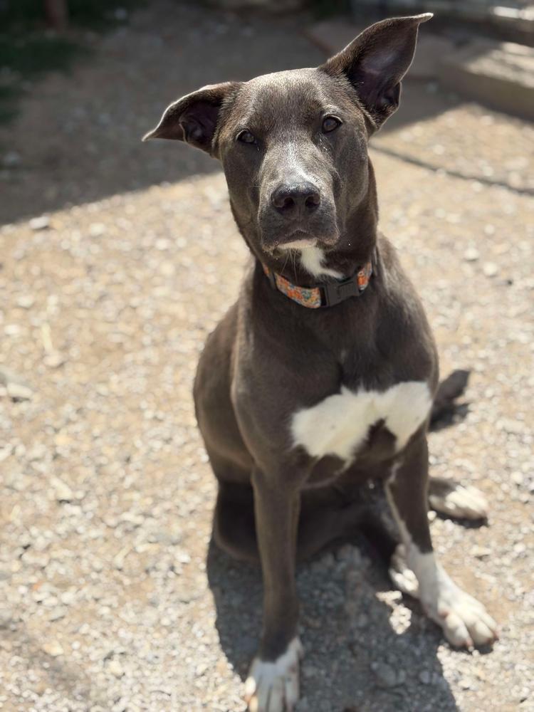 Enlarge Tia, a Adoptable mixed breed in TULSA, OK image 1/6