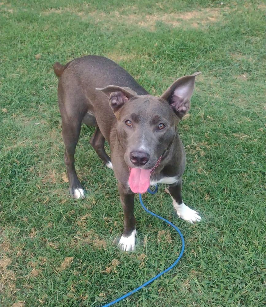 Enlarge Tia, a Adoptable mixed breed in TULSA, OK image 2/6