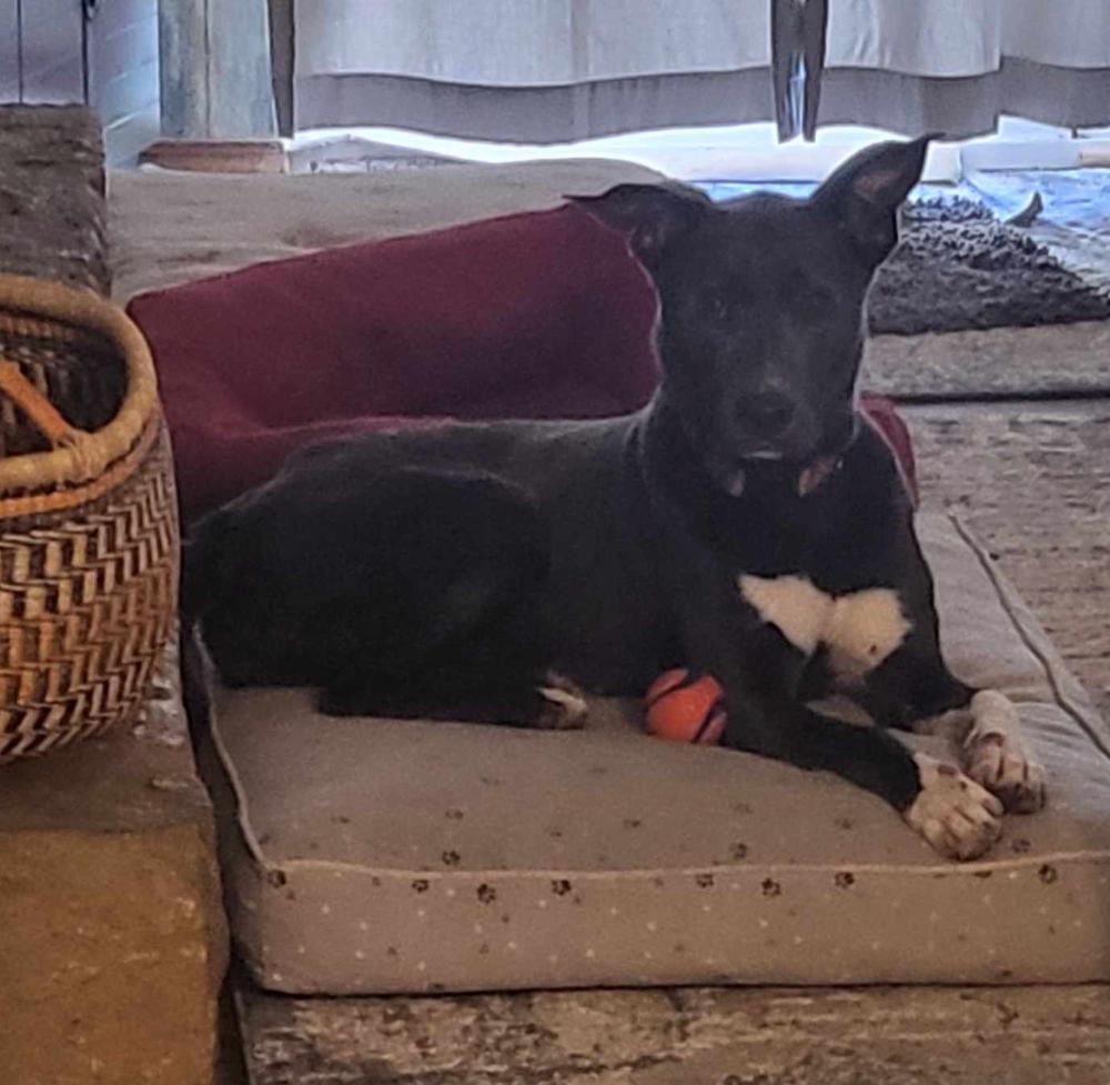 Enlarge Tia, a Adoptable mixed breed in TULSA, OK image 3/6