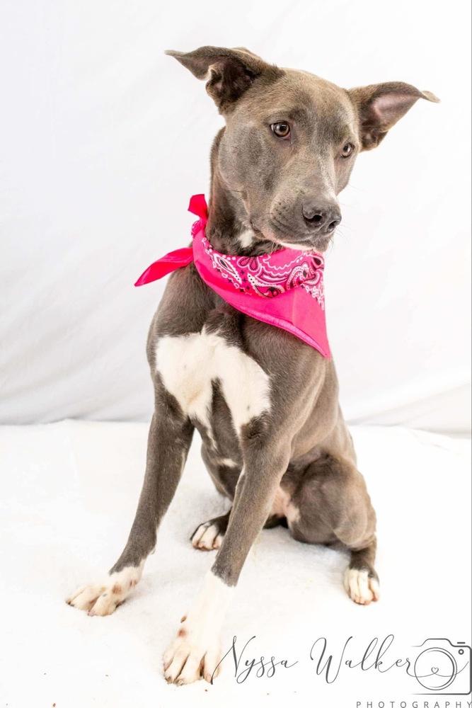 Enlarge Tia, a Adoptable mixed breed in TULSA, OK image 4/6
