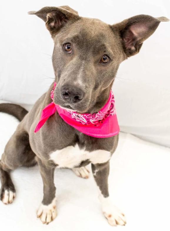 Enlarge Tia, a Adoptable mixed breed in TULSA, OK image 5/6
