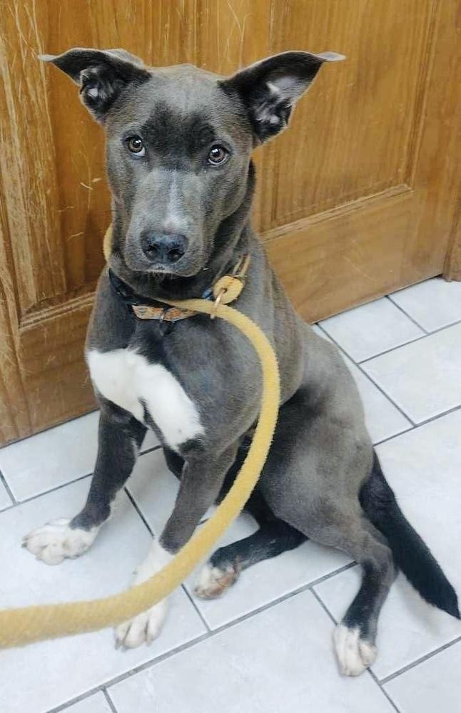 Enlarge Tia, a Adoptable mixed breed in TULSA, OK image 6/6