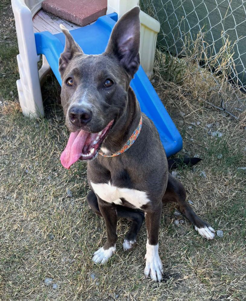 Enlarge Tia, a Adoptable mixed breed in TULSA, OK image 6/6