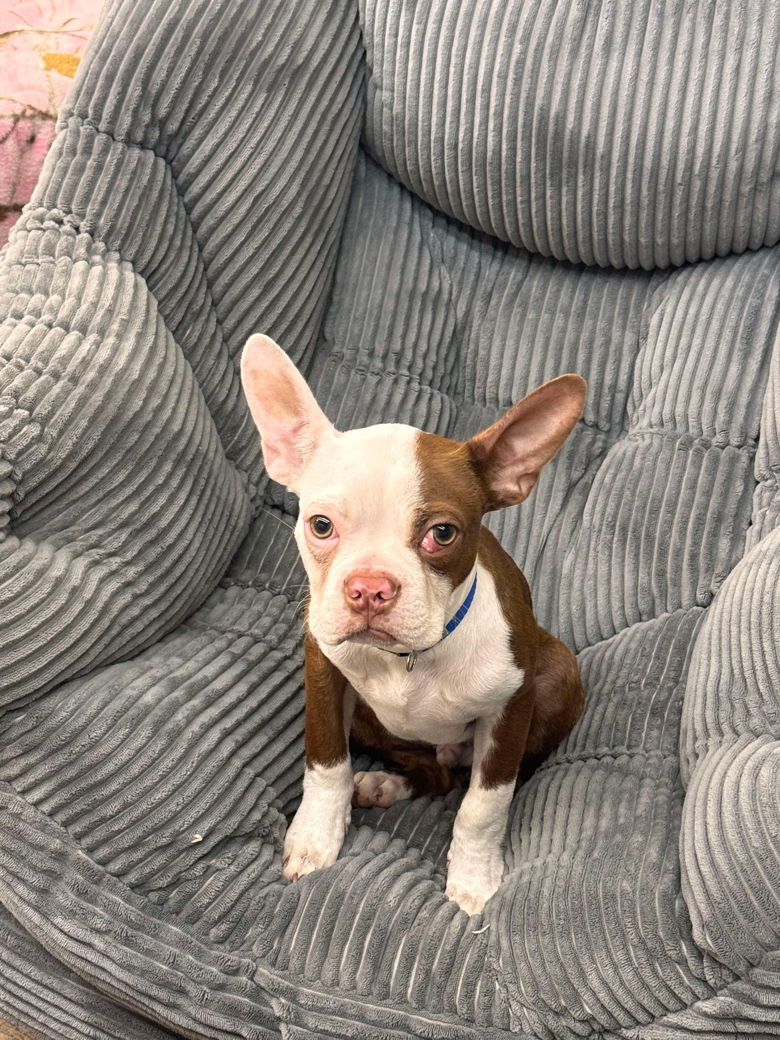 Enlarge Rusty, a Adopted Boston Terrier in Van Vleck, TX image 1/3