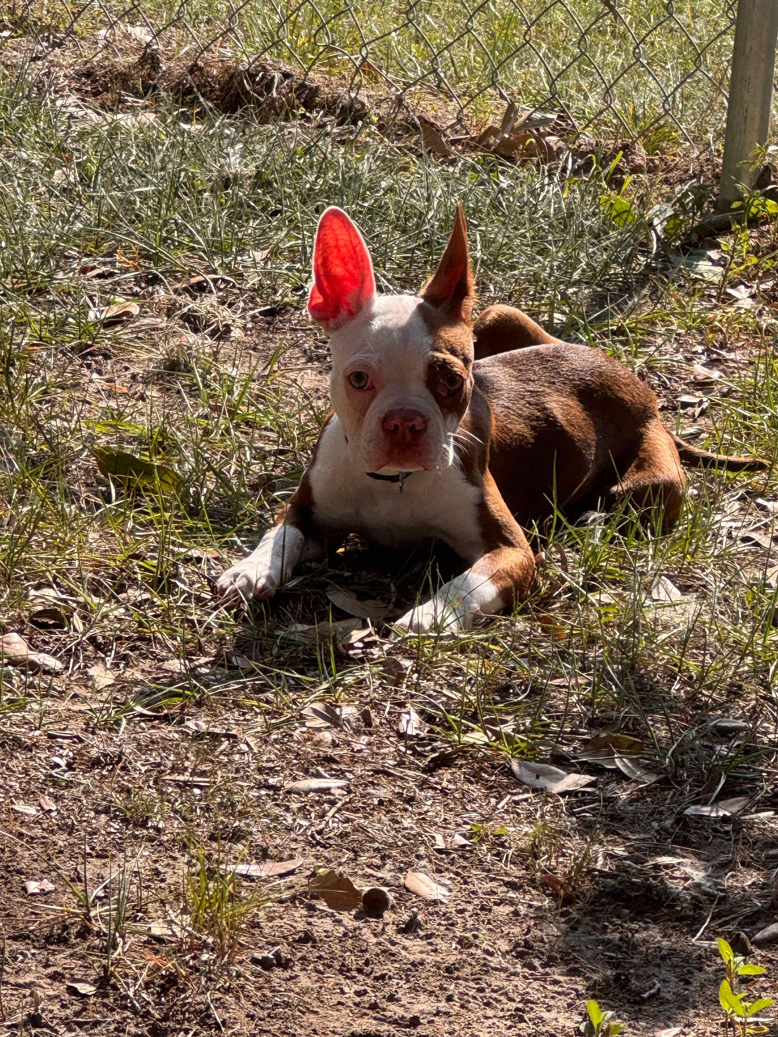 Enlarge Rusty, a Adopted Boston Terrier in Van Vleck, TX image 2/3