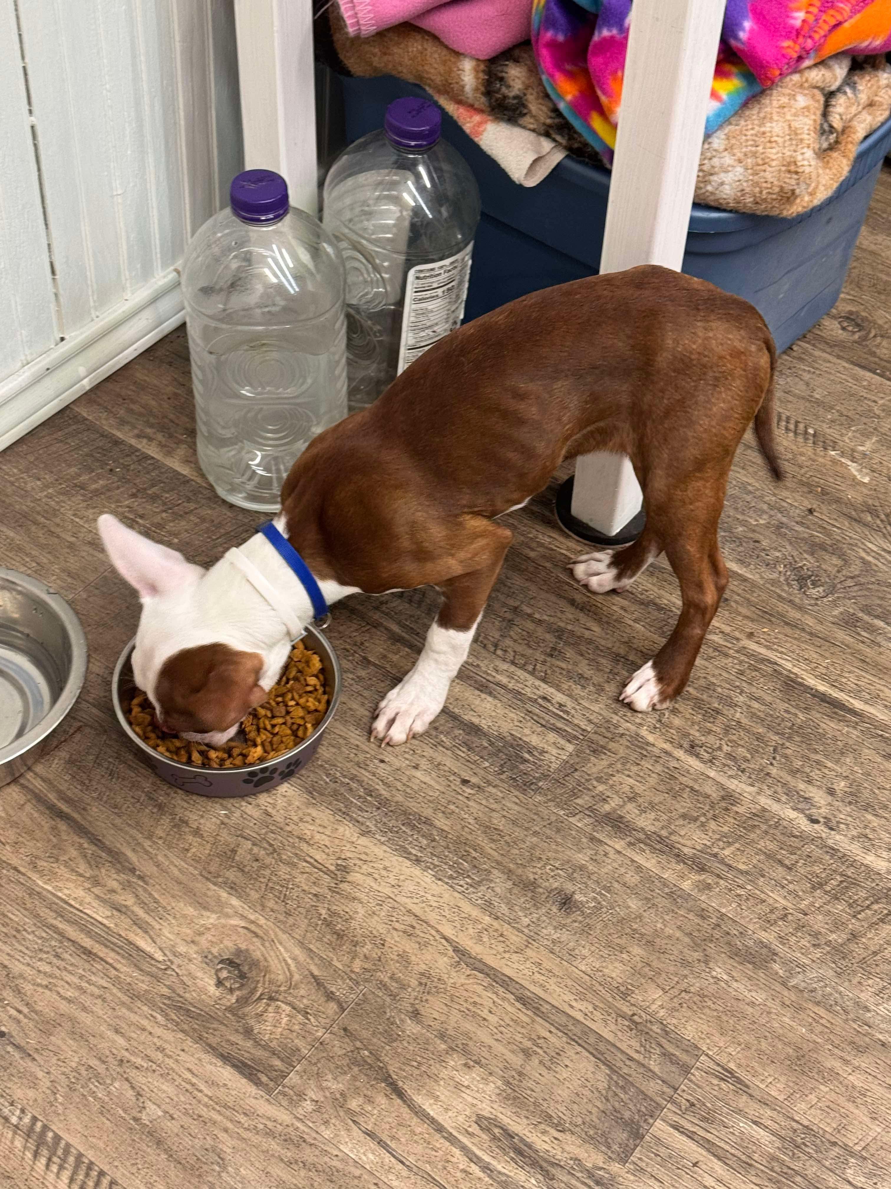 Enlarge Rusty, a Adopted Boston Terrier in Van Vleck, TX image 3/3