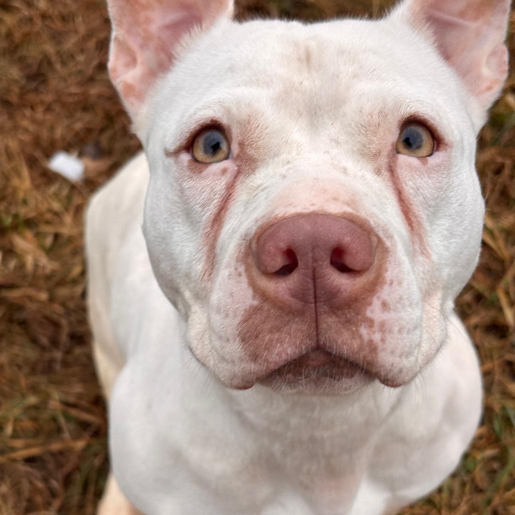 Piglet, Adoptable, Adult Female Pit Bull Terrier.