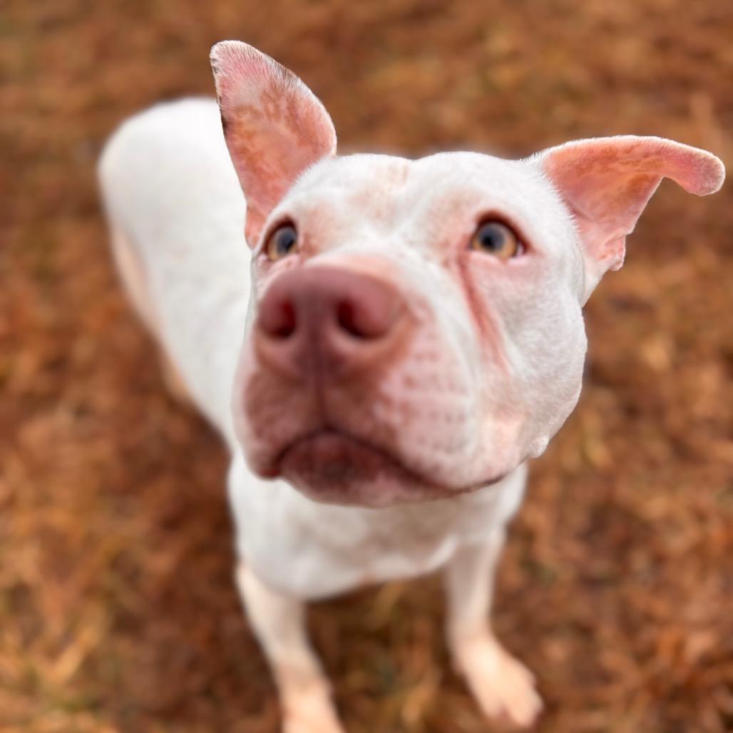 Enlarge Piglet, a Adoptable Pit Bull Terrier in York, PA image 2/6