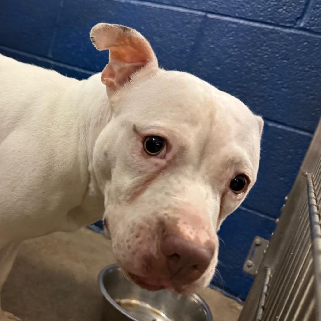 Enlarge Piglet, a Adoptable Pit Bull Terrier in York, PA image 3/6
