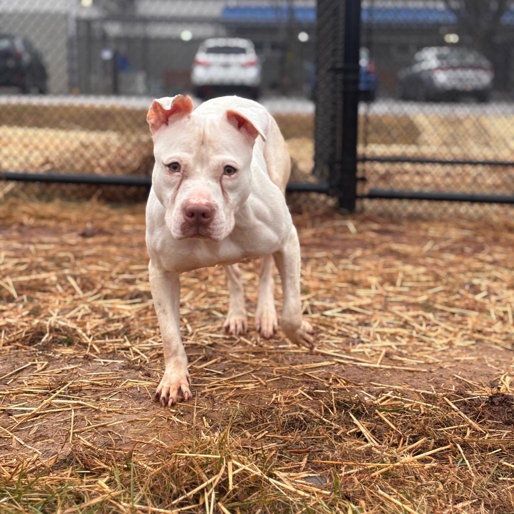 Enlarge Piglet, a Adoptable Pit Bull Terrier in York, PA image 4/6