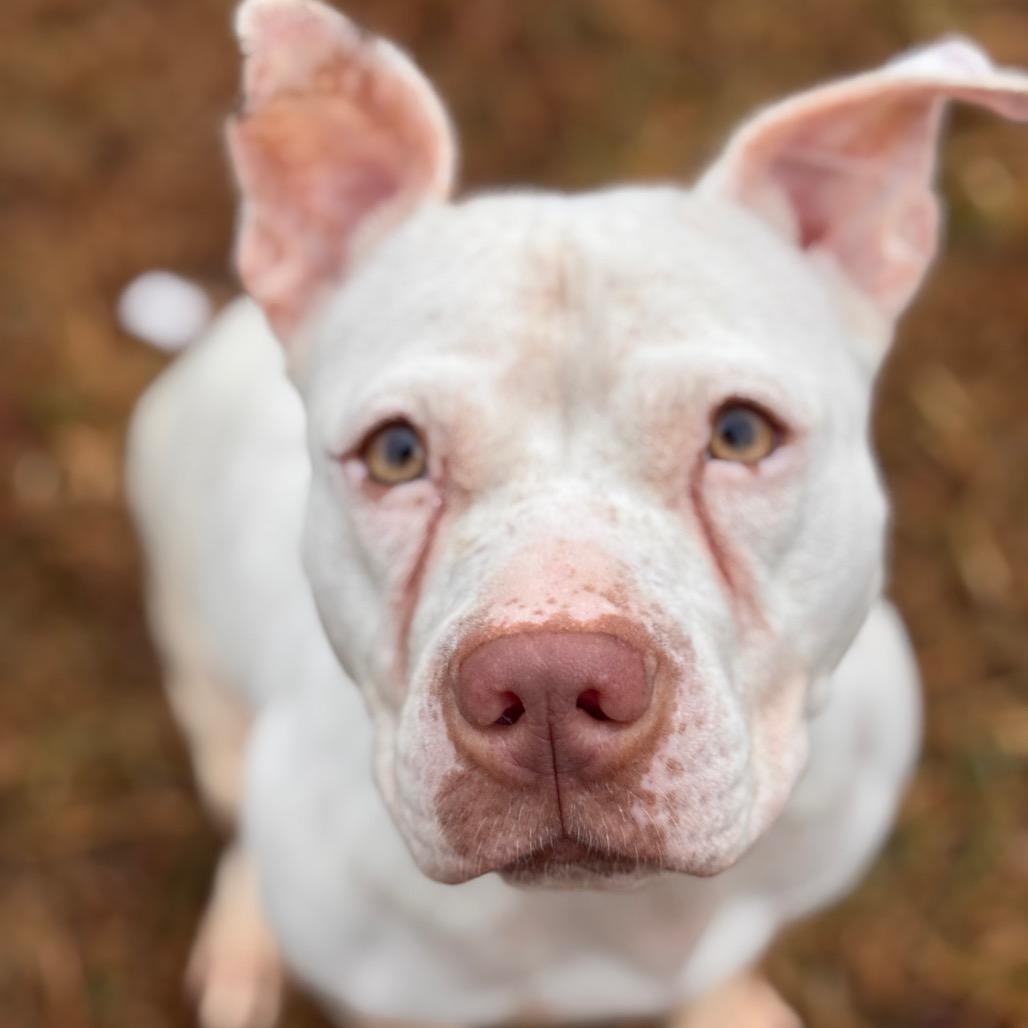 Enlarge Piglet, a Adoptable Pit Bull Terrier in York, PA image 5/6