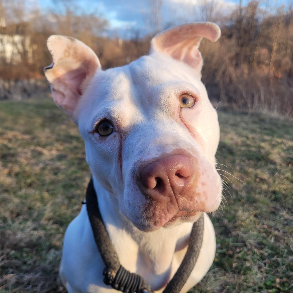 Enlarge Piglet, a Adoptable Pit Bull Terrier in York, PA image 6/6