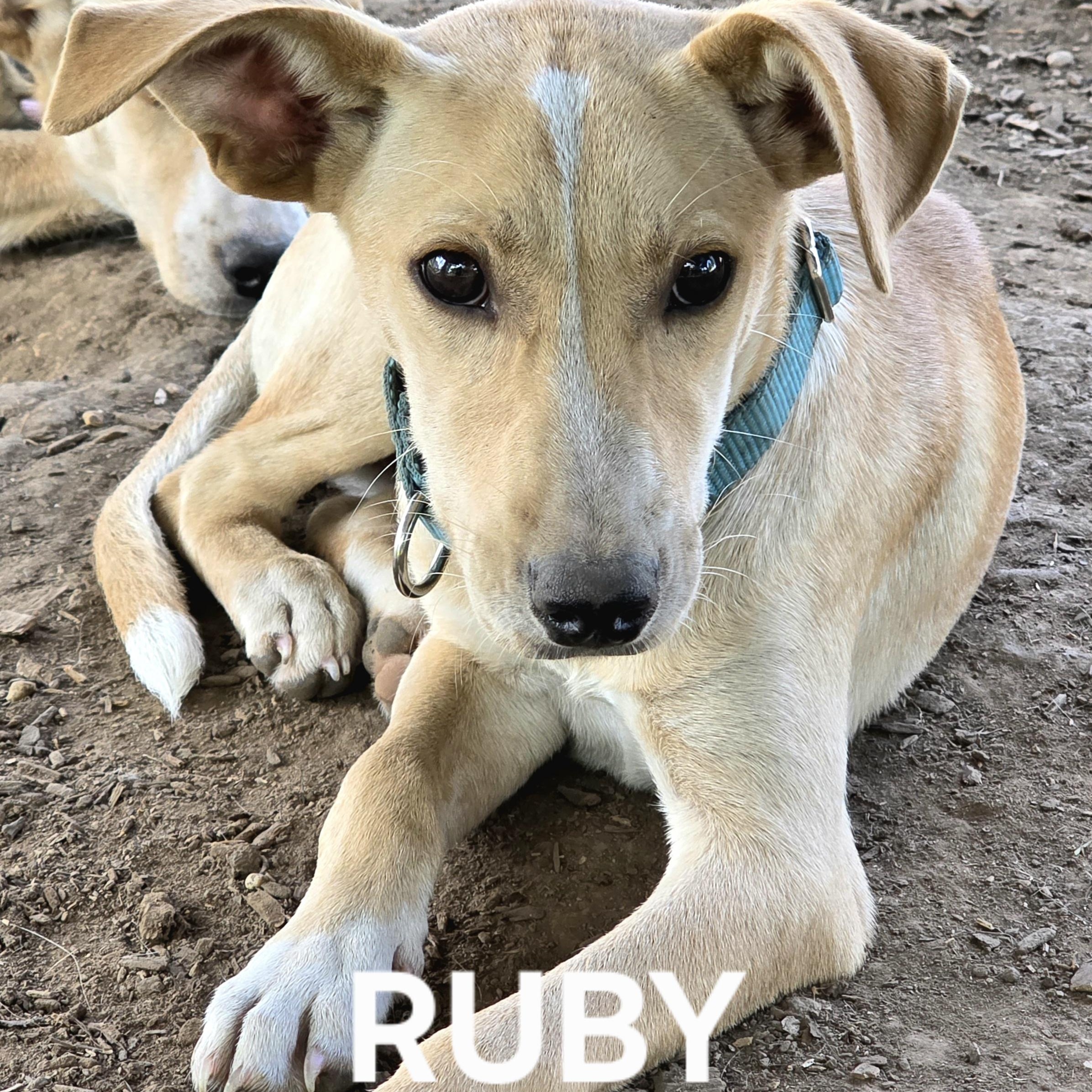 Enlarge RUBY, a Adoptable mixed breed in Evansville, WI image 4/4