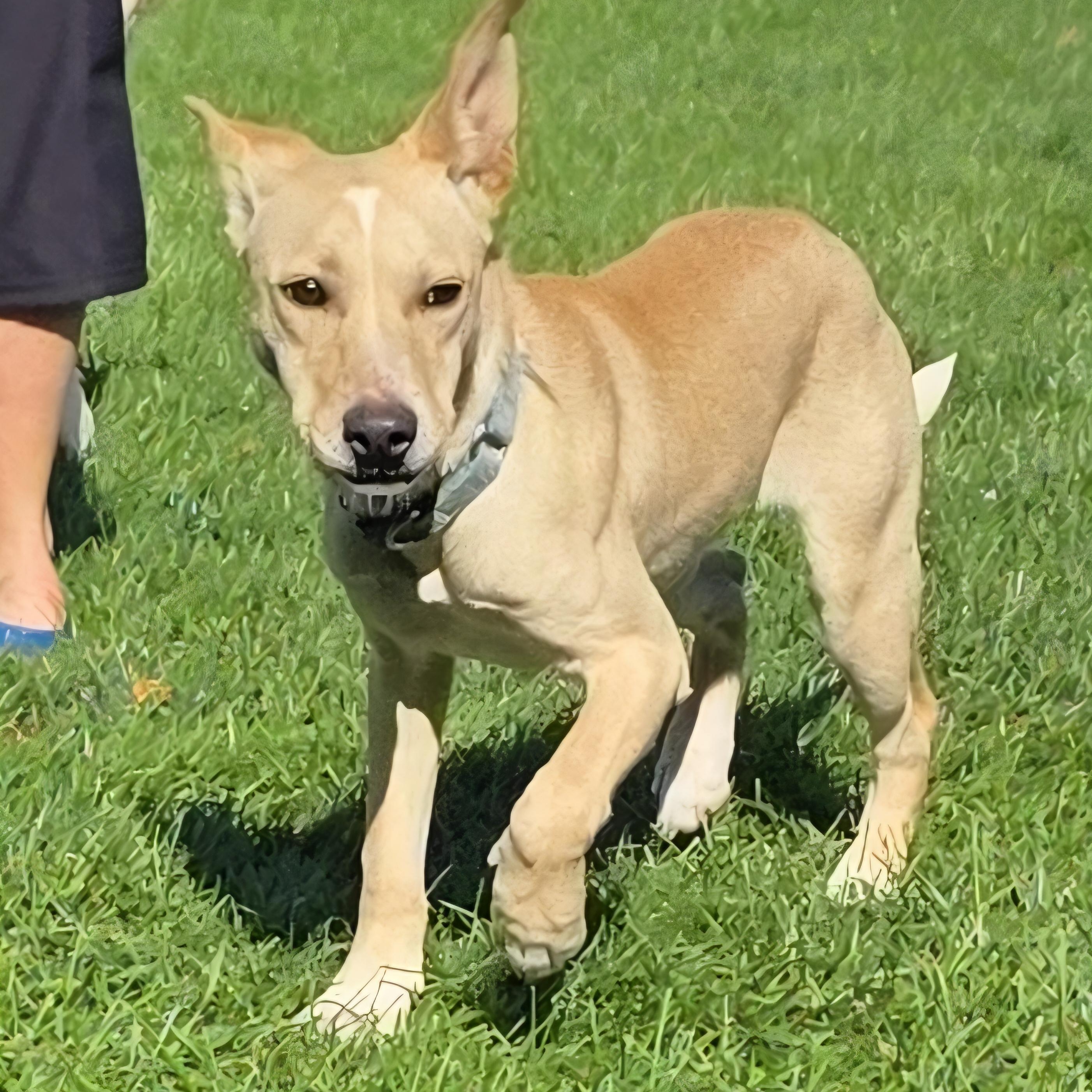 Enlarge RUBY, a Adoptable mixed breed in Evansville, WI image 2/4