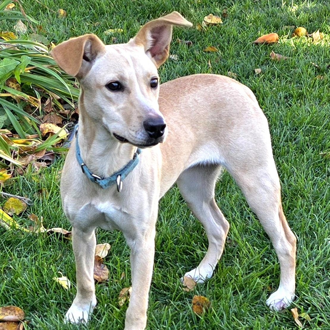 Enlarge RUBY, a Adoptable mixed breed in Evansville, WI image 1/4