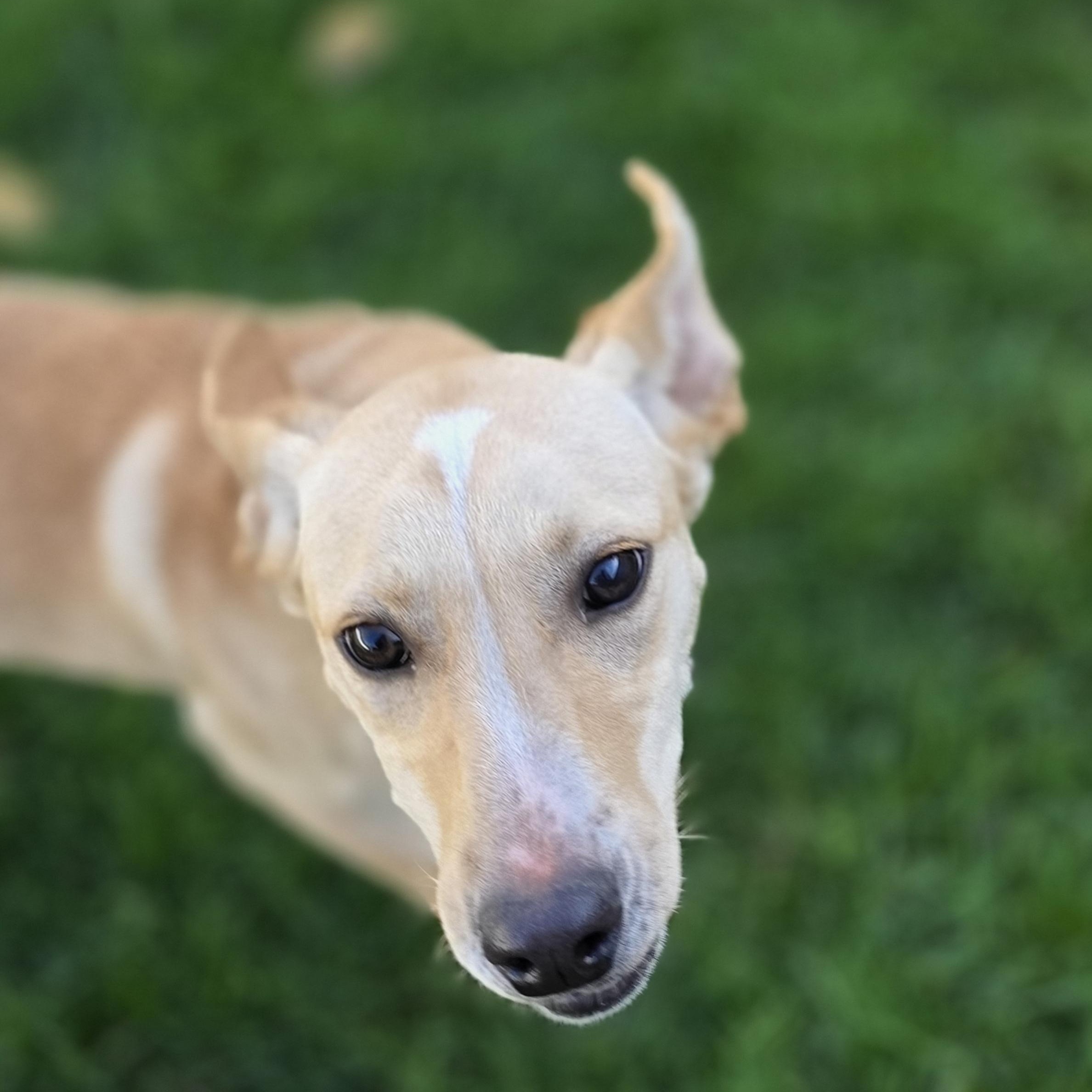 Enlarge RUBY, a Adoptable mixed breed in Evansville, WI image 3/4