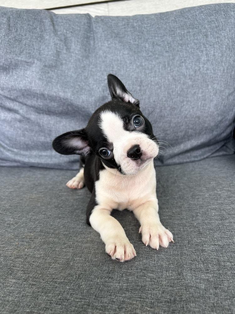 Lilly Laverne Peach-4739 Kentucky, Adoptable, Puppy Female Boston Terrier & French Bulldog.