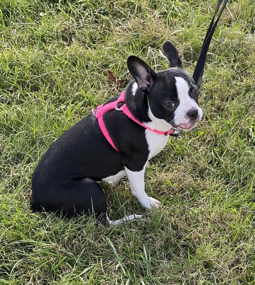 Lilly Laverne Peach-4739 Kentucky, a Adoptable mixed breed in Maryville, TN image 3/6