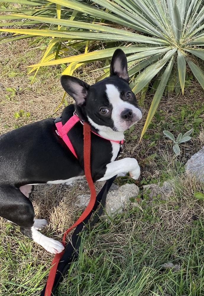 Lilly Laverne Peach-4739 Kentucky, a Adoptable mixed breed in Maryville, TN image 4/6