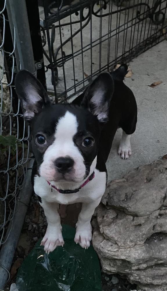 Lilly Laverne Peach-4739 Kentucky, a Adoptable mixed breed in Maryville, TN image 5/6