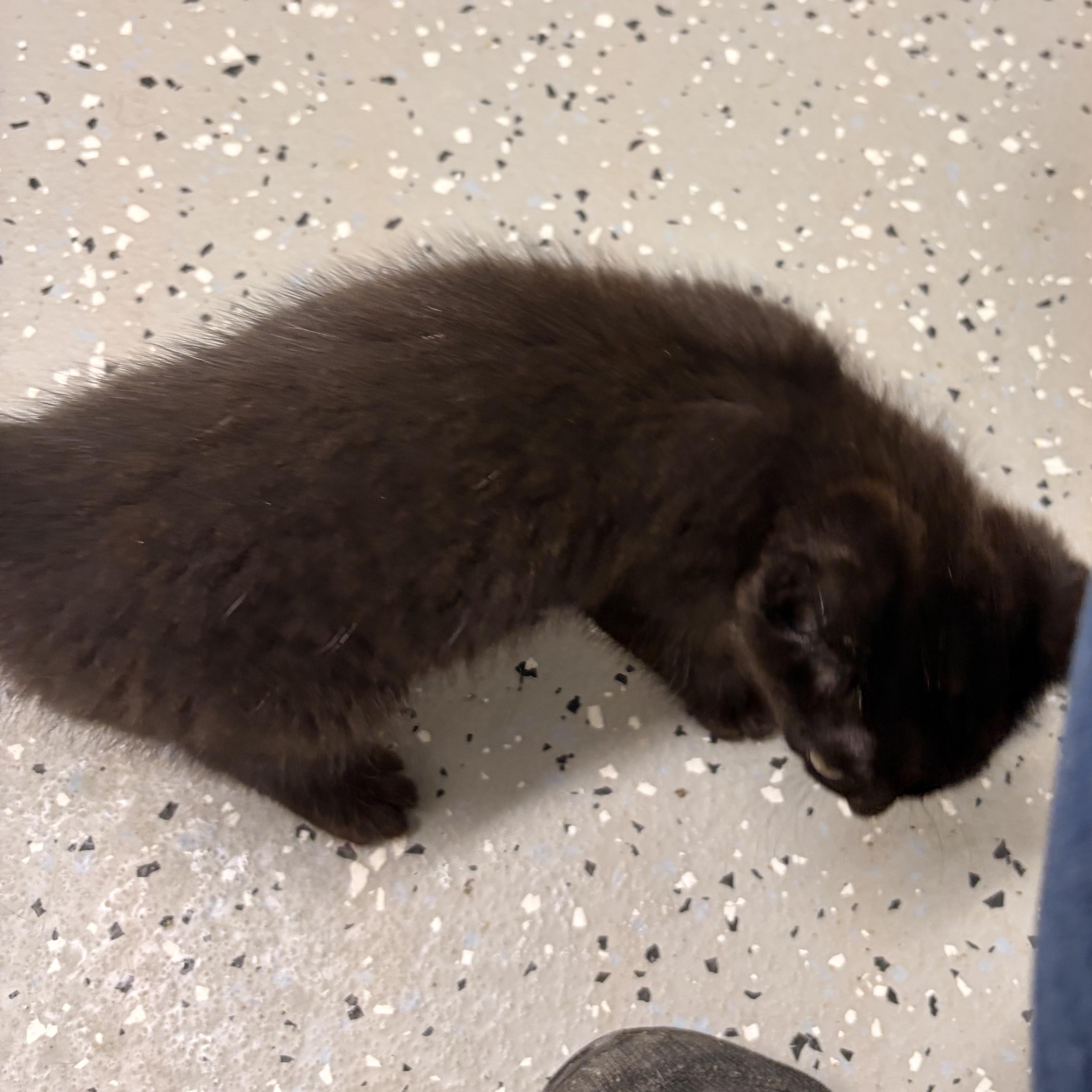 Enlarge Zaria, a ADOPTABLE Domestic Short Hair in Bryan, OH image 2/2