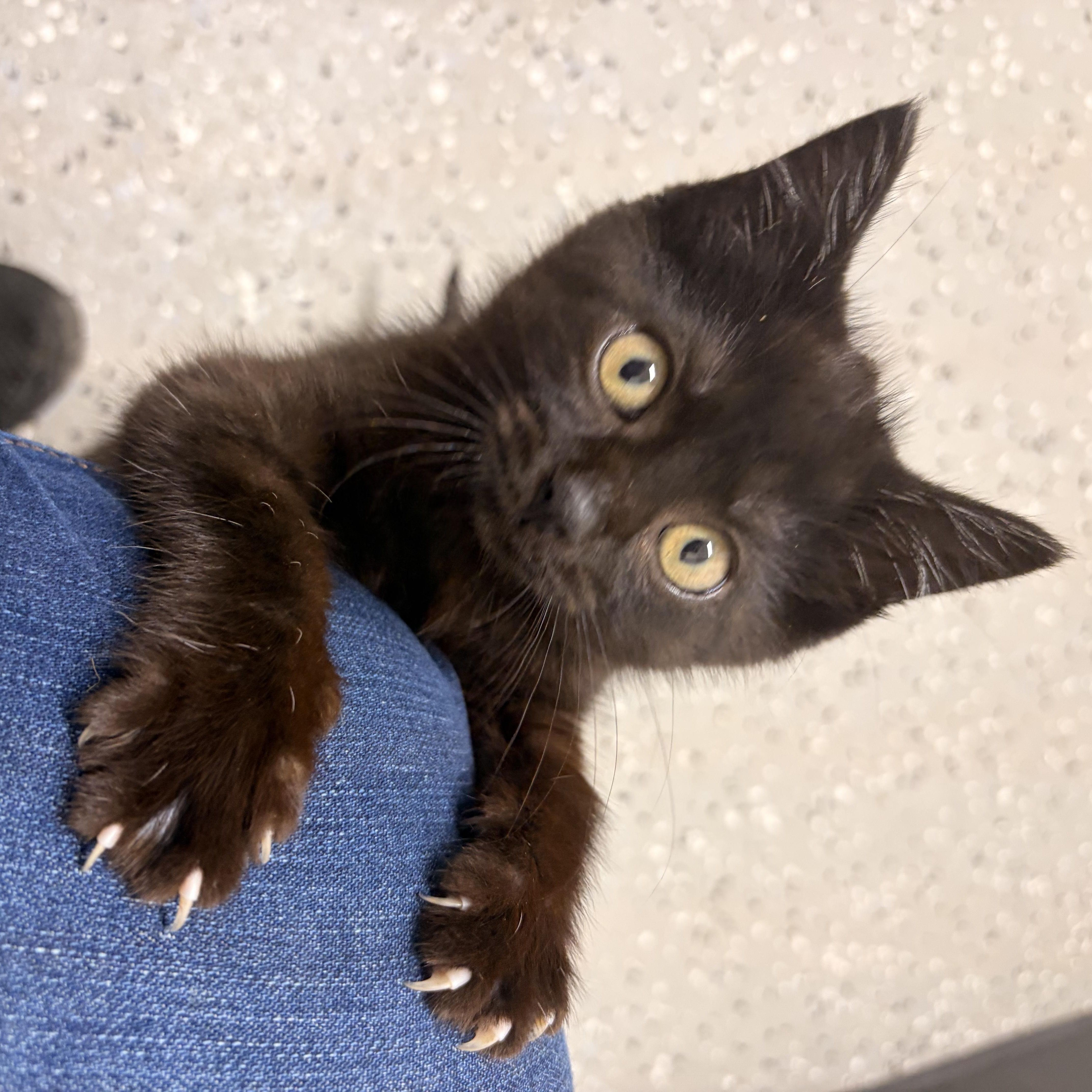 Enlarge Zaria, a ADOPTABLE Domestic Short Hair in Bryan, OH image 1/2